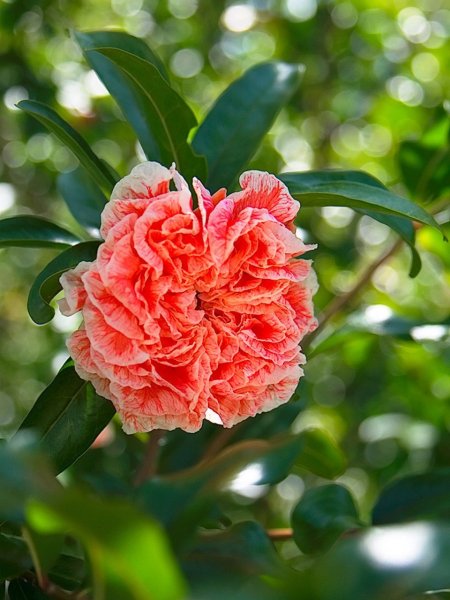 Гранат цветет