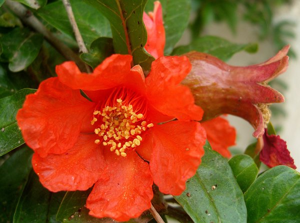 Гранат (Punica)