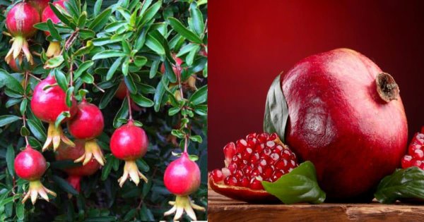 Гранатовое дерево Турция