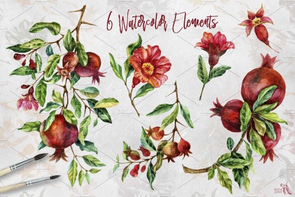 Гранат Ботаническая иллюстрация