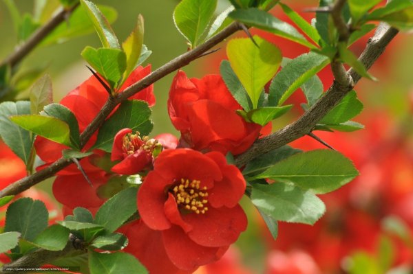 Chaenomeles speciosa