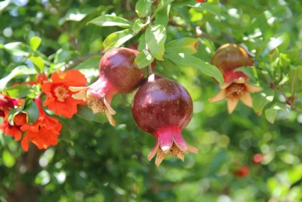 Гранат цветет