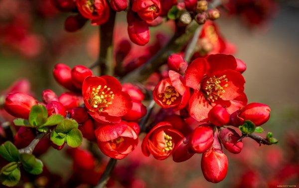 Айва дерево цветы