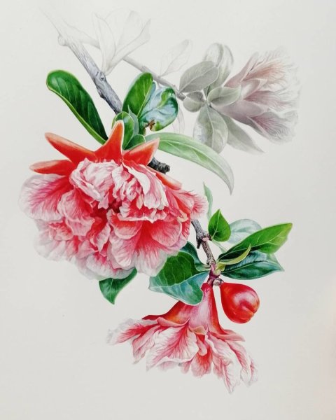 Гранат Ботаническая акварель