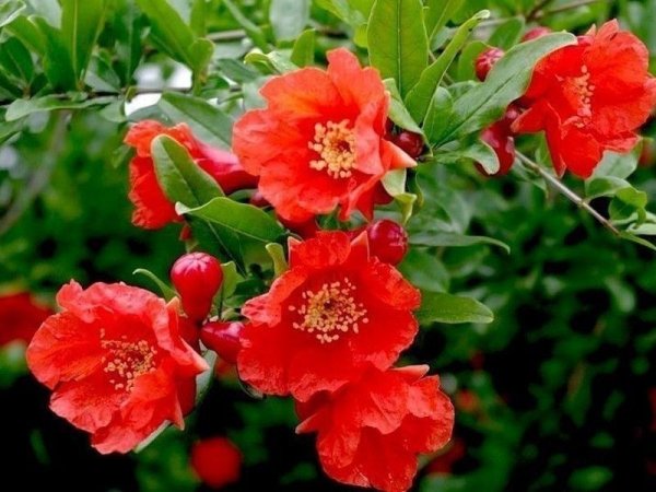 Гранат цветение