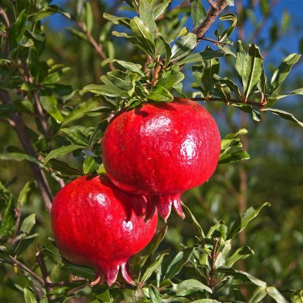 Ветка гранатового дерева