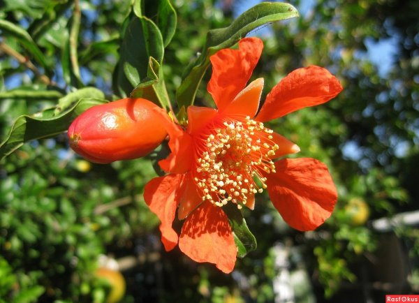 Гранат обыкновенный цветение