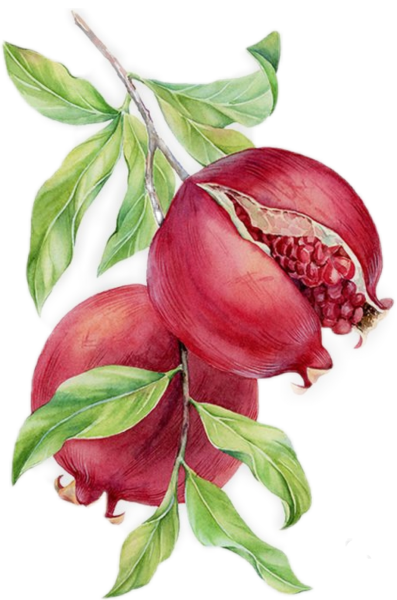 Гранат в фармакогнозии