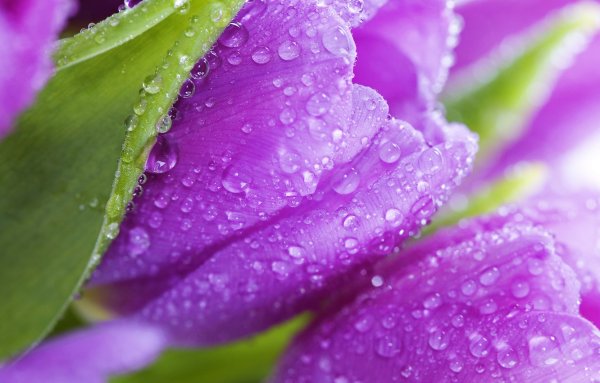 Ярко розовые цветы