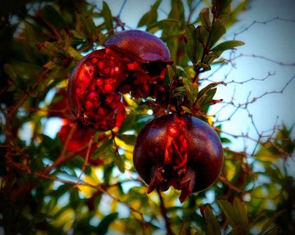 Гранатник (Гранатовое дерево) обыкновенный