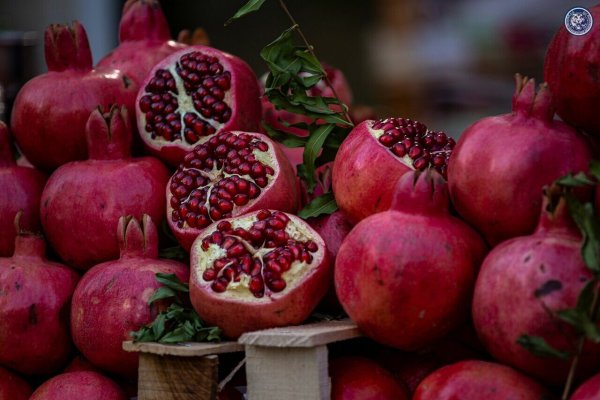 Азербайджан гранатовые плантации