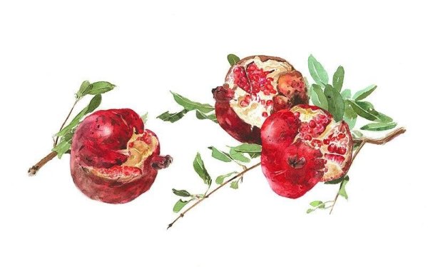 Гранат акварелью