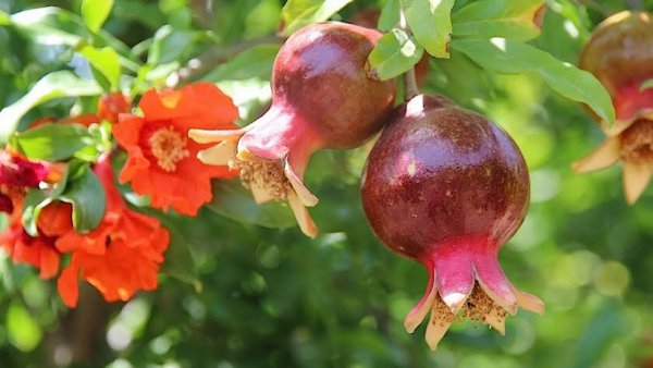 Цветок гранат Карфаген