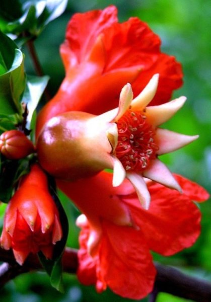 Гранат цветок