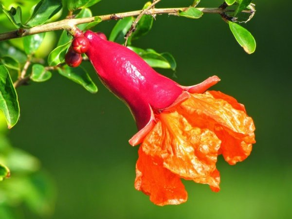 Цветок гранатового дерева