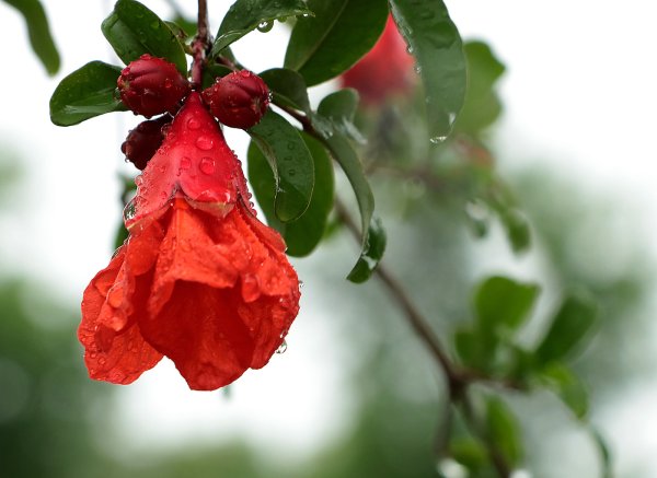 Соцветие граната