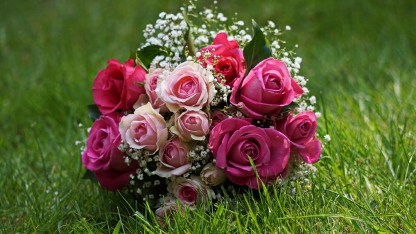 Пионы Ангелина