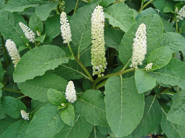 Phytolacca (лаконос американский)