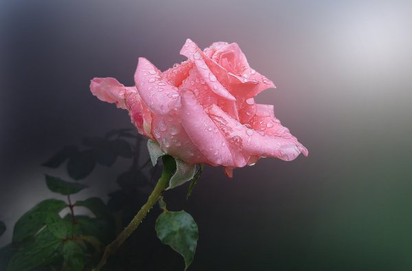 Розовые розы на воде