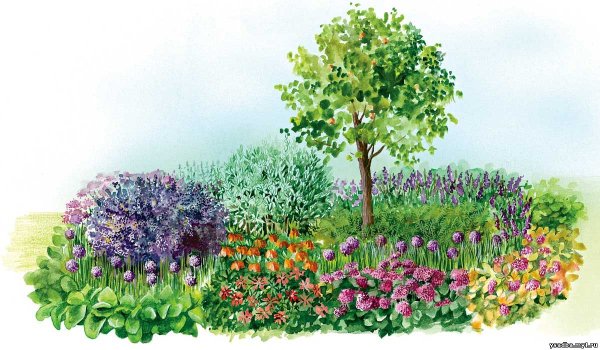 Сад непрерывного цветения многолетников