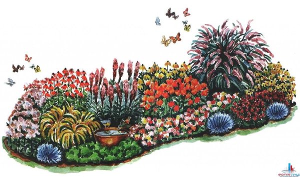 Цветник рабатка эхинацея