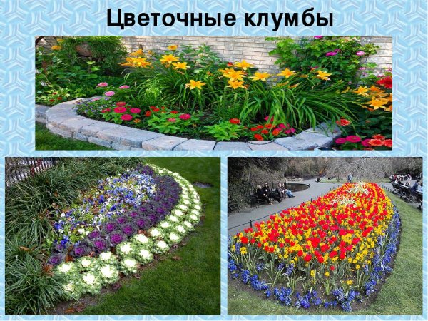 Клумба из однолетников вид сбоку