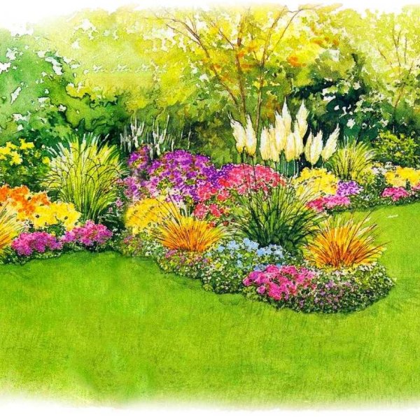 Бархатцы и цинерария на клумбе