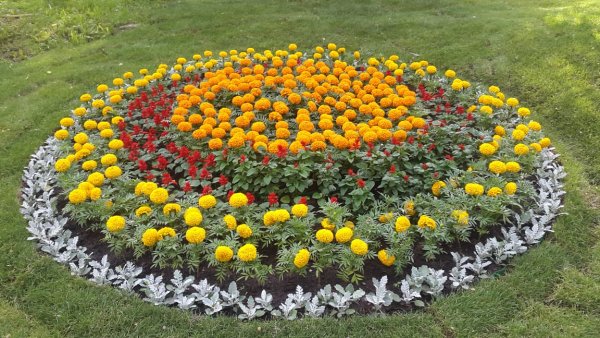 Скамейка и клумбы с цветами