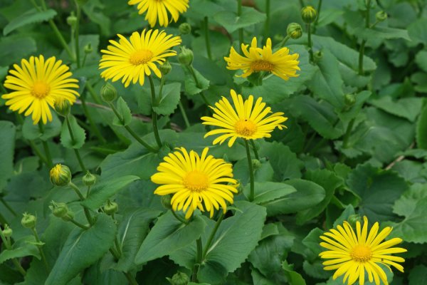 Дороникум козульник