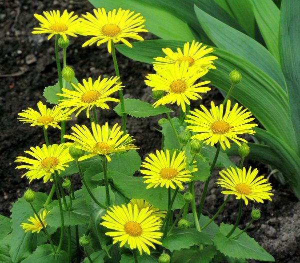 Дороникум козульник цветок