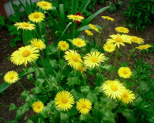 Дороникум козульник