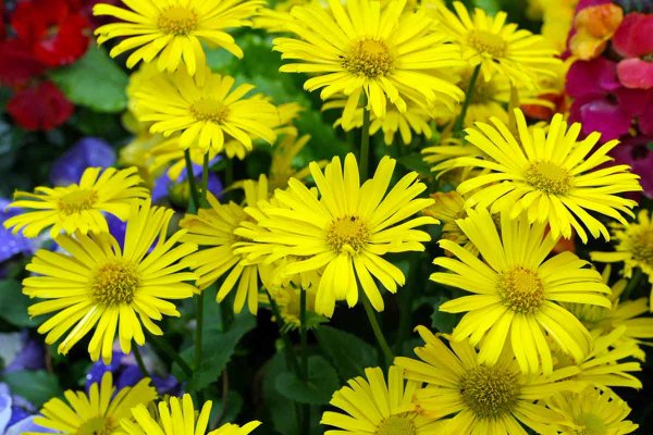 Дороникум козульник цветок