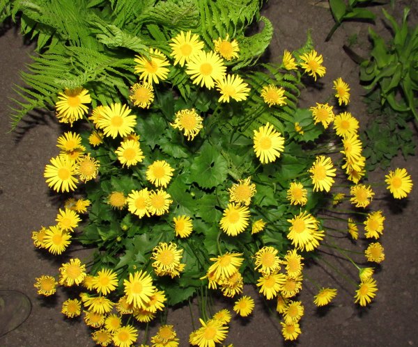 Дороникум цветок