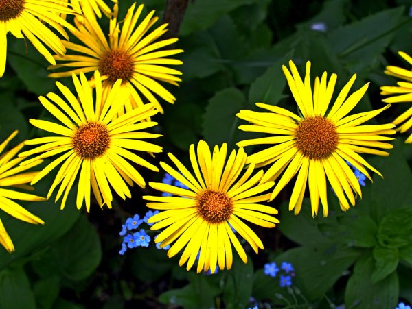 Ромашка желтая дороникум