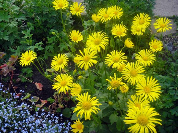 Дороникум козульник