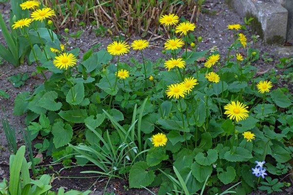 Дороникум Ориентале