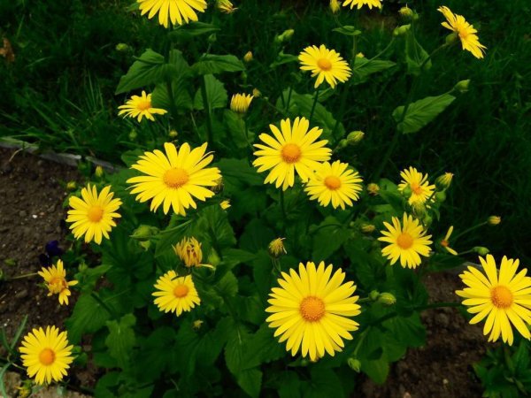 Дороникум Восточный