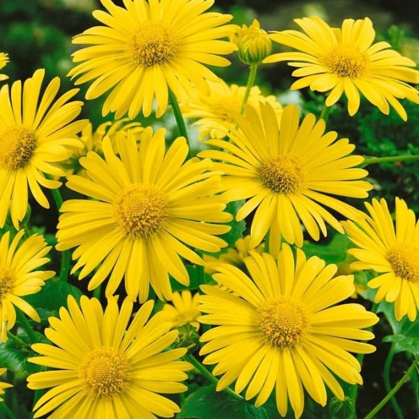 Дороникум Восточный (Doronicum orientale)