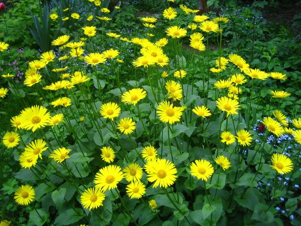 Дороникум Восточный Литтл Лео