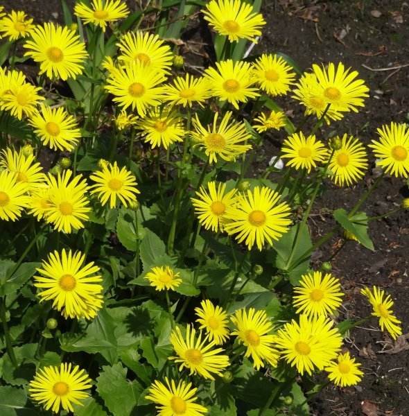 Дороникум козульник