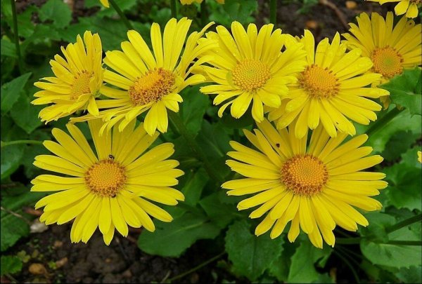 Дороникум Восточный