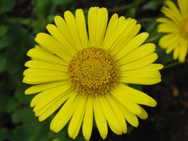 Дороникум козульник