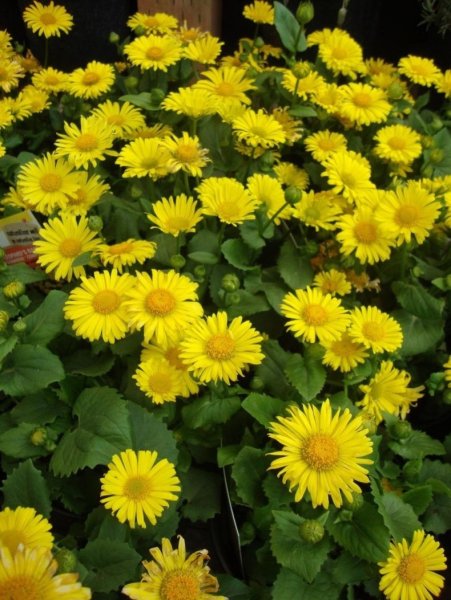 Дороникум козульник