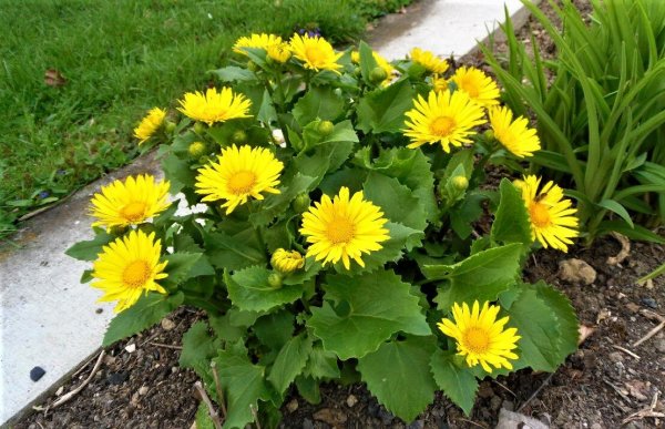 Дороникум Восточный Литтл