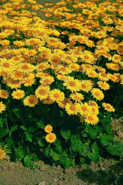 Дороникум козульник цветок