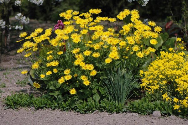 Дороникум (желтая Ромашка) дороникум