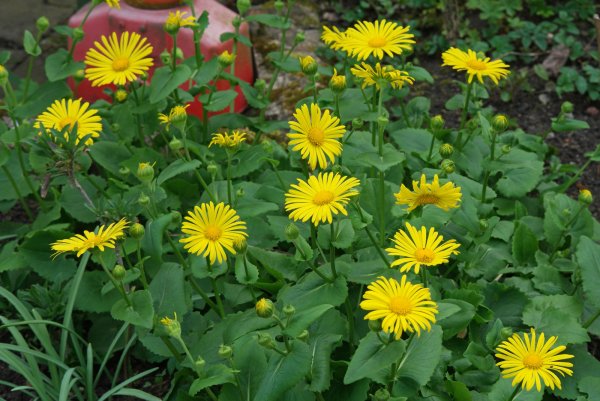 Дороникум Подорожниковый