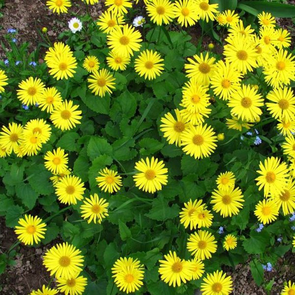 Дороникум (желтая Ромашка) дороникум