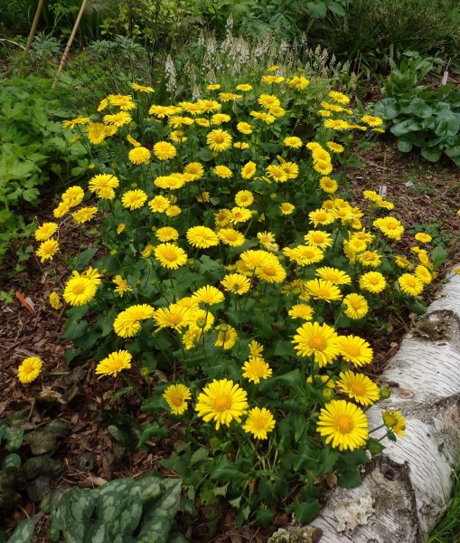 Дороникум козульник