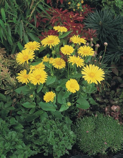 Дороникум Восточный